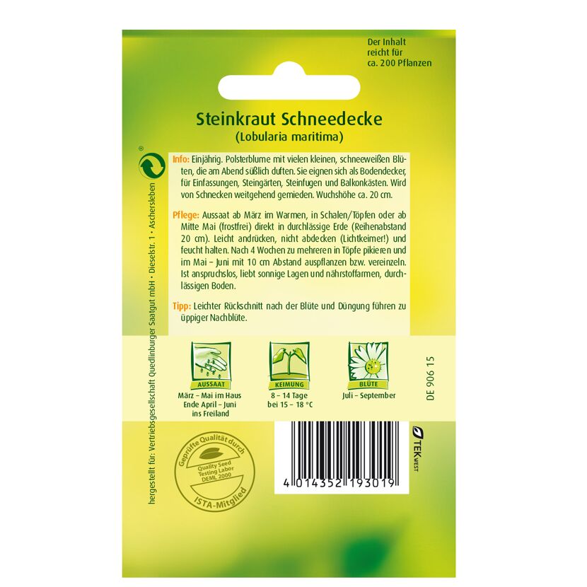Steinkraut 'Schneedecke'