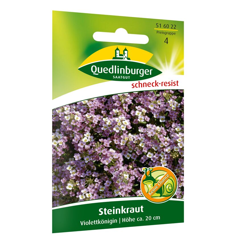 Steinkraut 'Violettkönigin'
