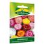 Strohblumen Riesenblumig, Mischung
