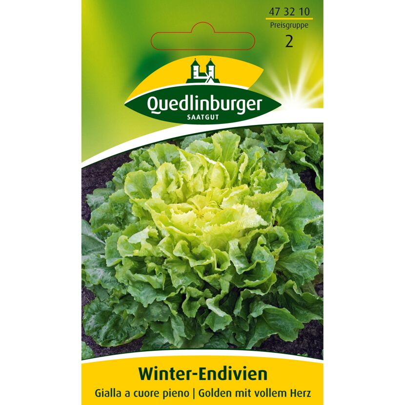 Winter-Endivien Gialla a cuore pieno
