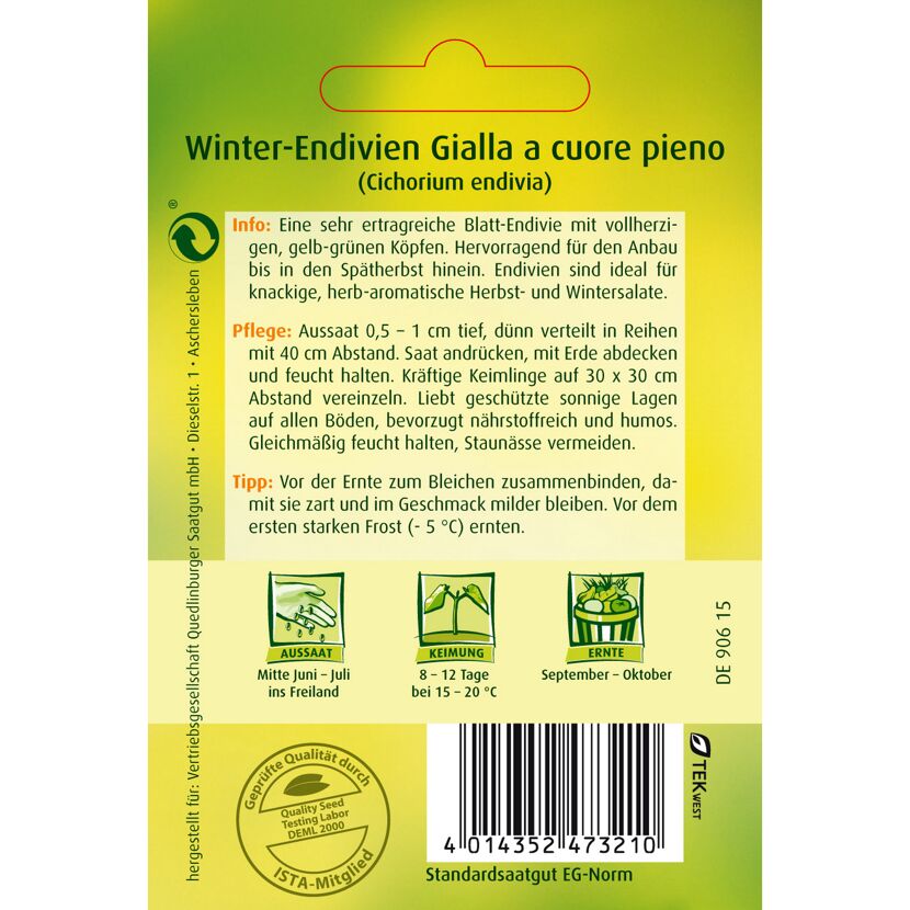 Winter-Endivien Gialla a cuore pieno