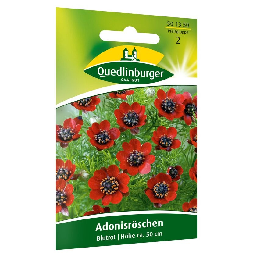 Adonisröschen blutrot