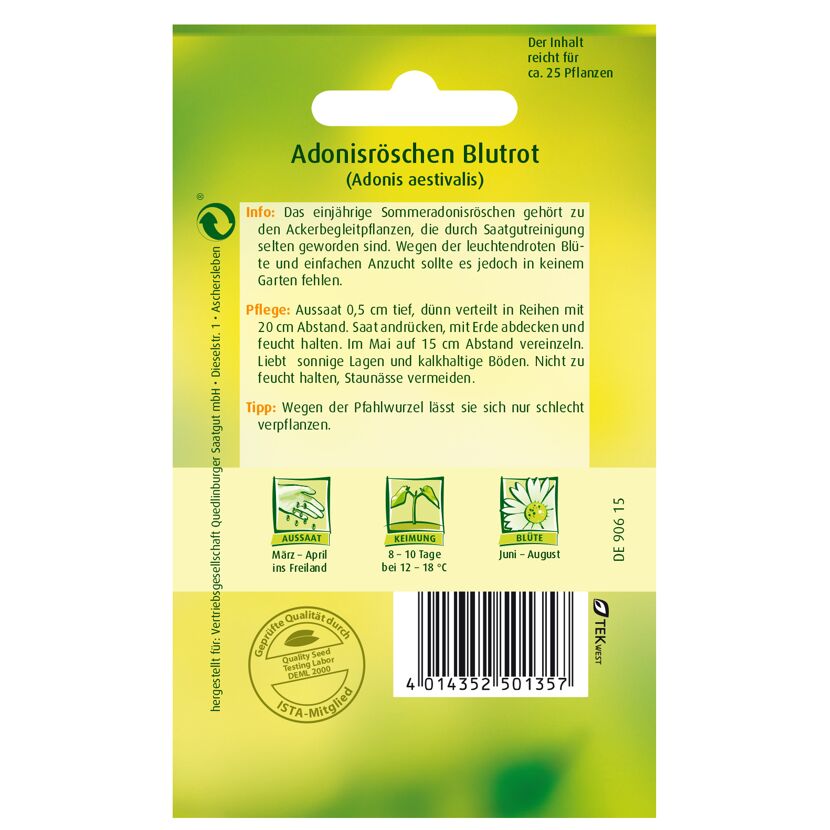 Adonisröschen blutrot