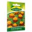 Studentenblumen Orangeflamme
