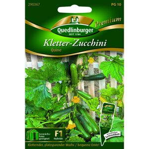Premium Kletter-Zucchini 'Quine'