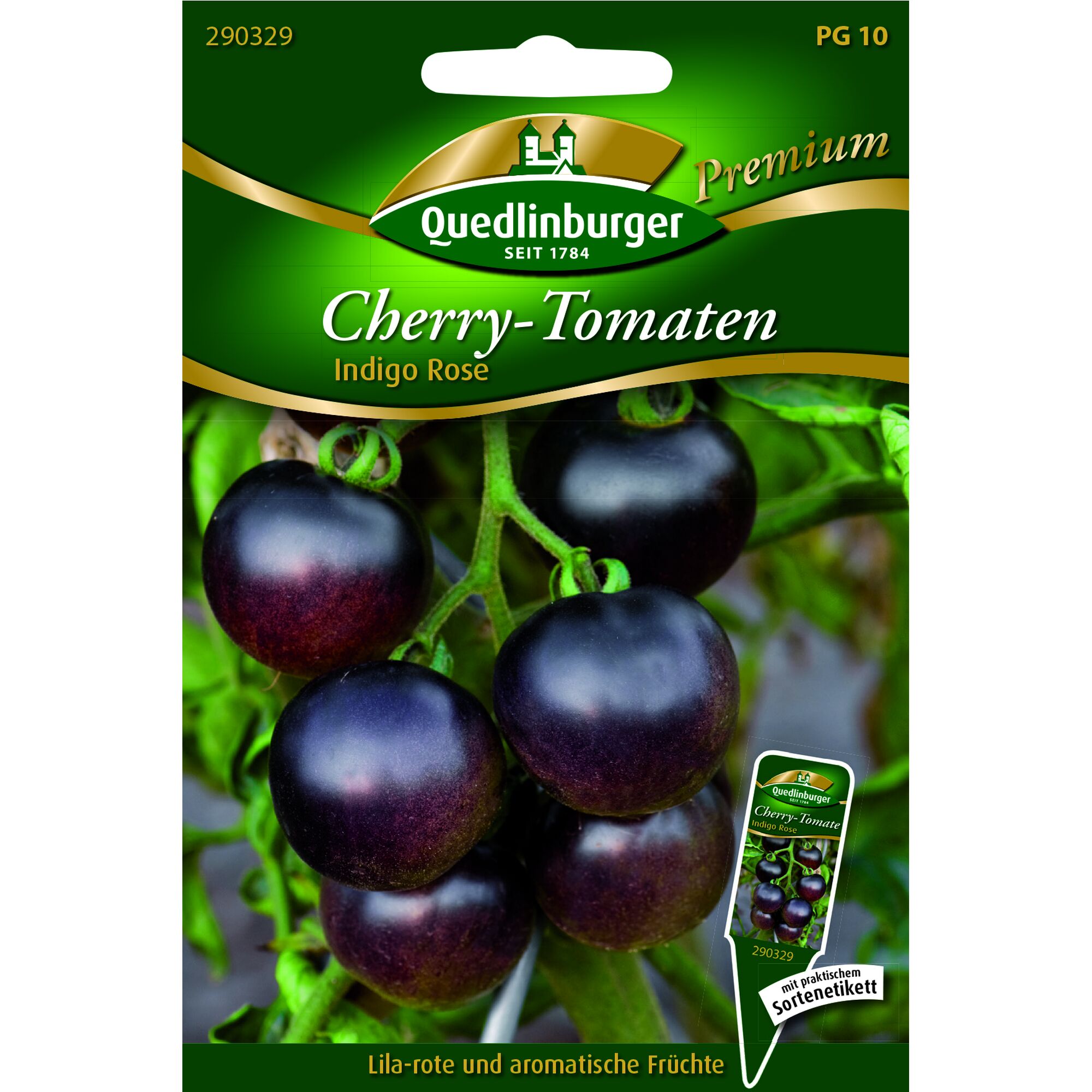 Lila-rote Cherry-Tomaten Indigo Rose an Strauch