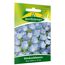Glockenblumen blau