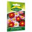 Bunte Margeriten 'Robinsons Riesen'