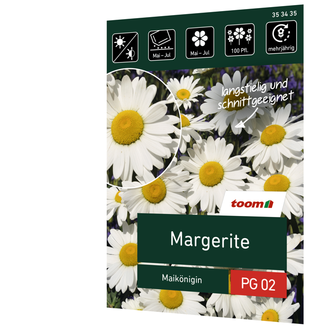 Bild von Margerite 'Maikönigin'