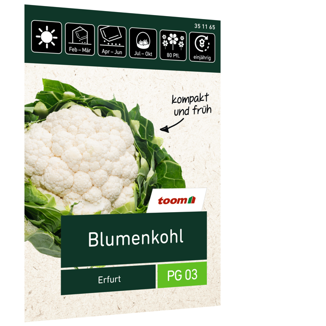 Bild von Blumenkohl 'Erfurt'