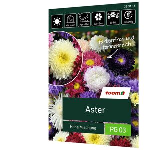 Aster 'Hohe Mischung'