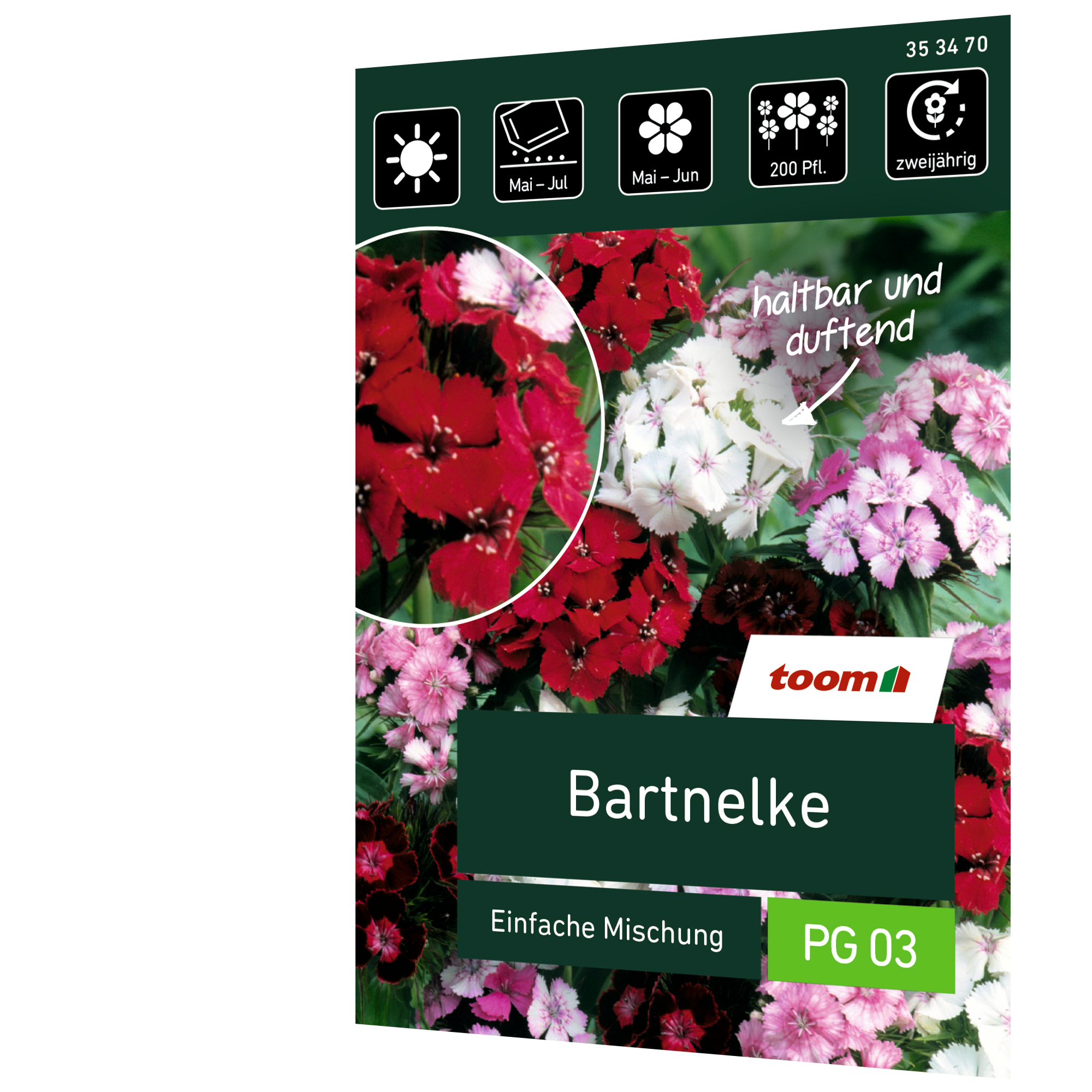 Bartnelke 'Einfache Mischung' + product picture