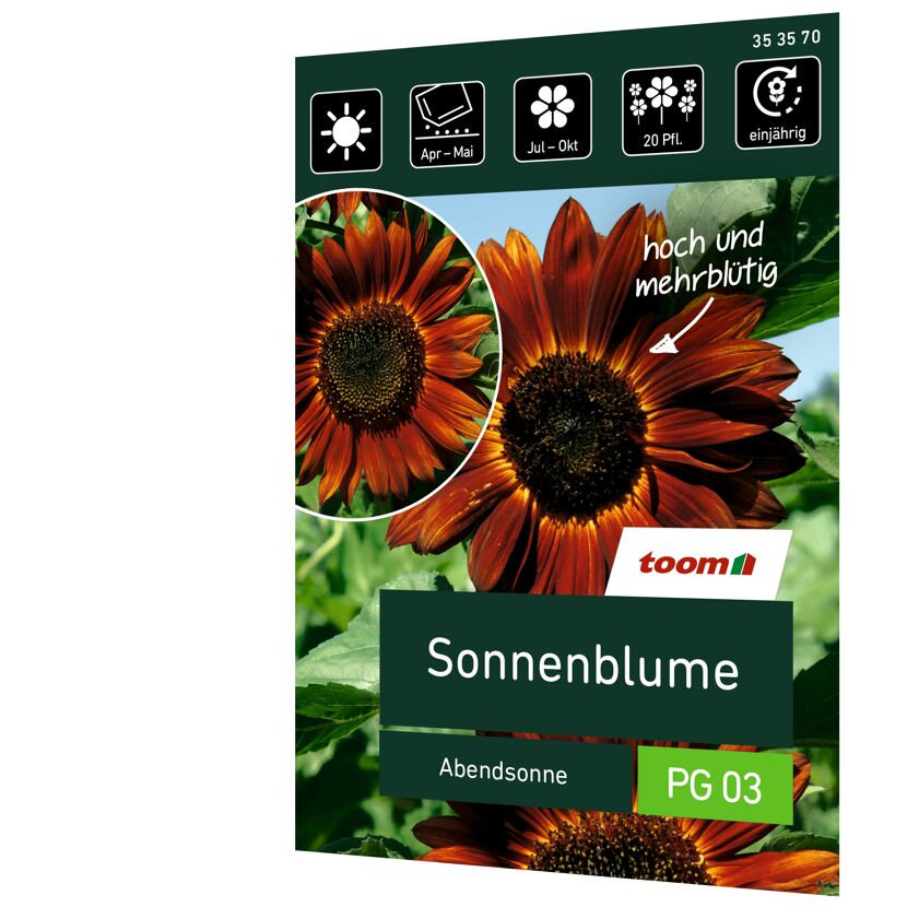 Sonnenblume Abendsonne