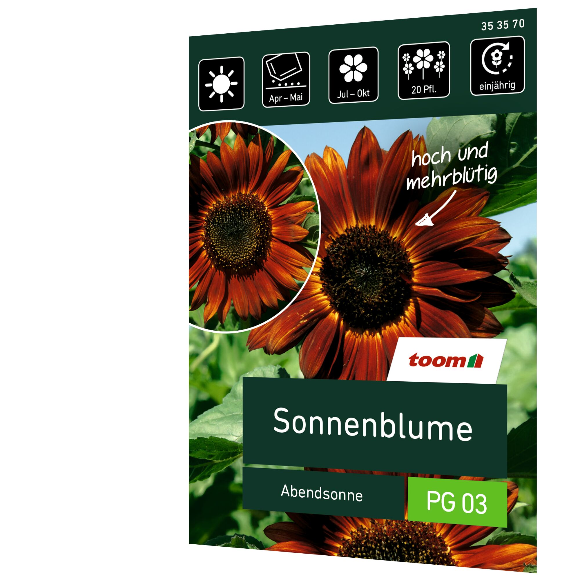Sonnenblume Abendsonne