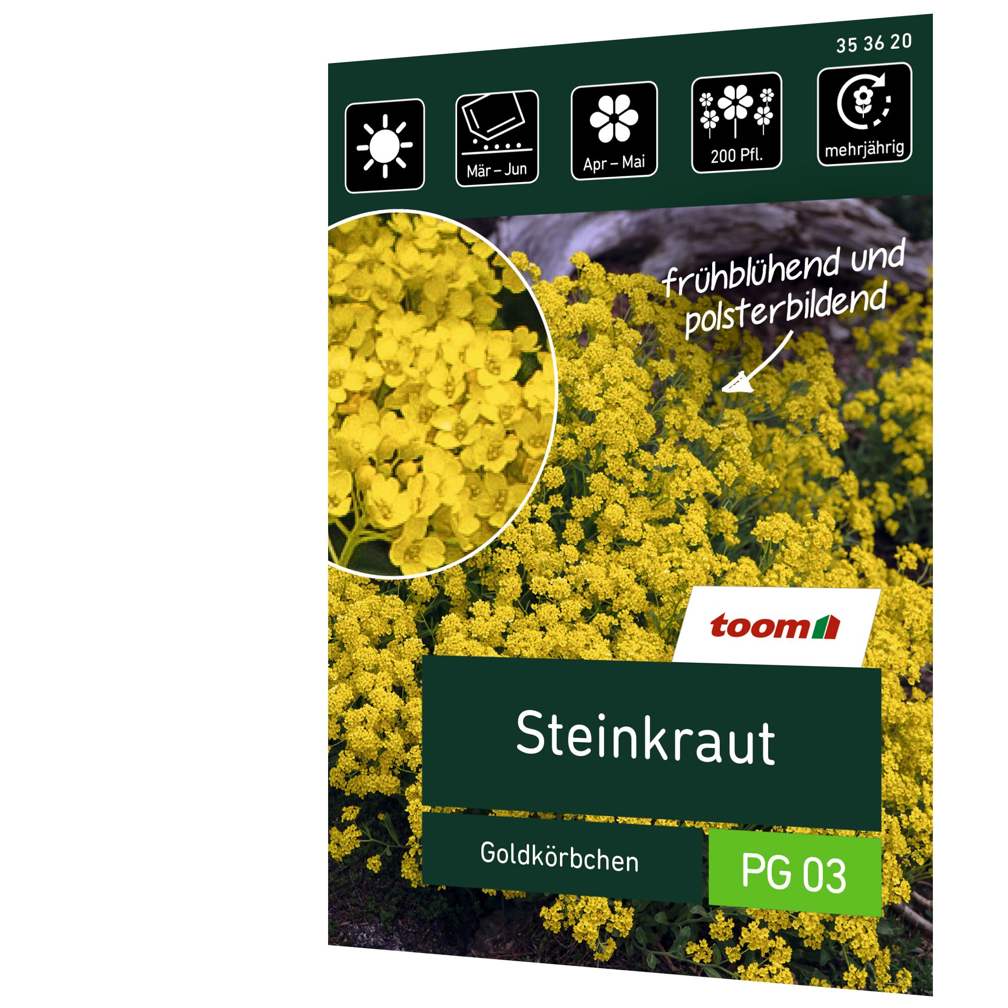 Gelbes Steinkraut Goldkörbchen