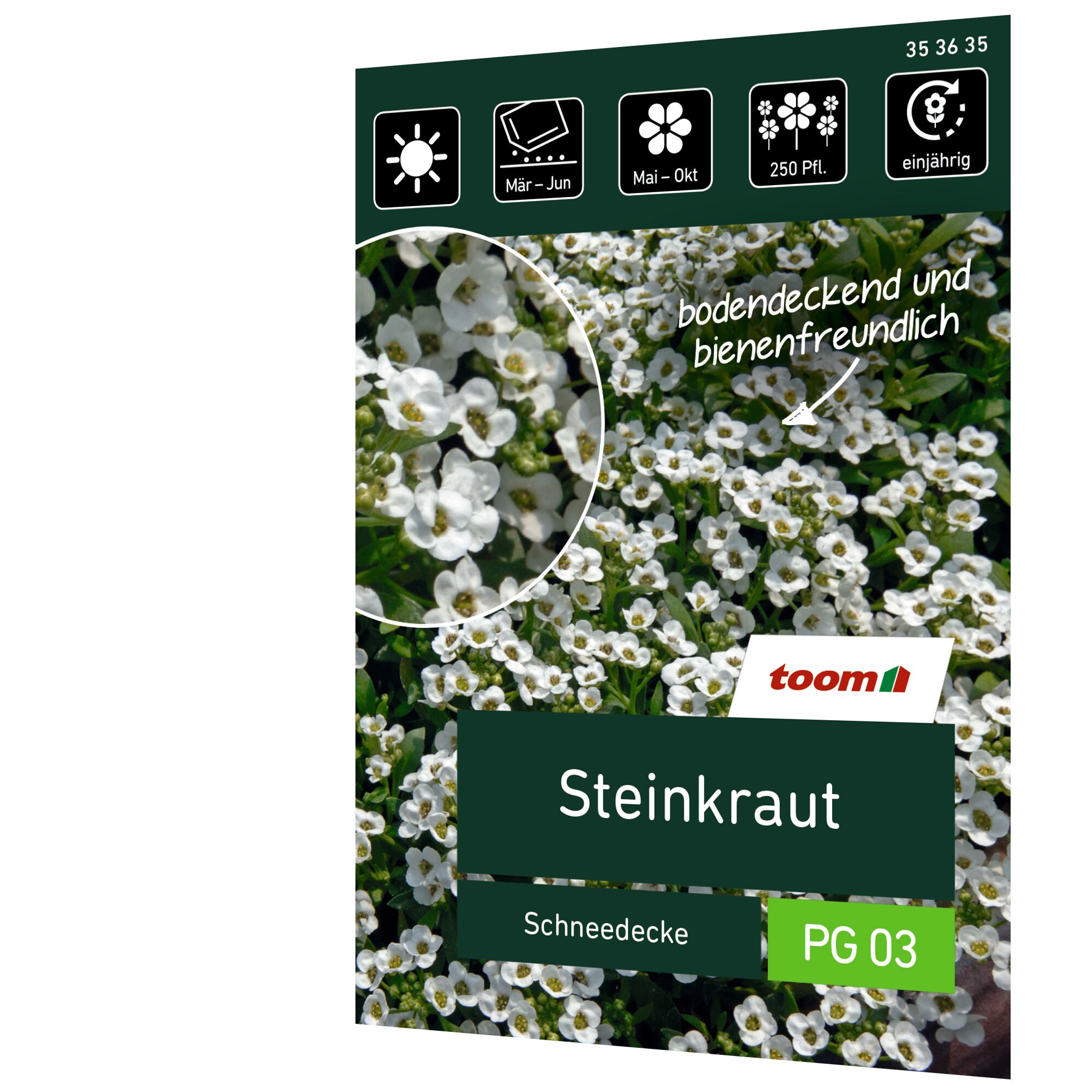Weiße Blüten des Steinkrauts Schneedecke