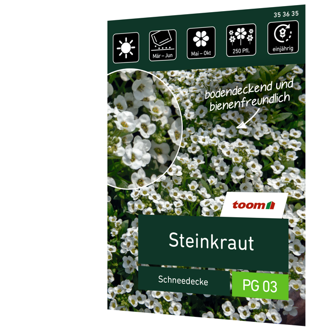 Bild von Steinkraut 'Schneedecke'