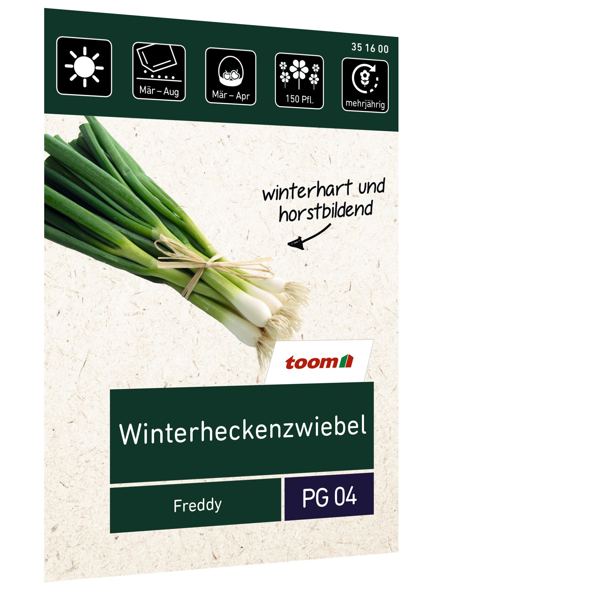Ein Bund Winterheckenzwiebeln Freddy