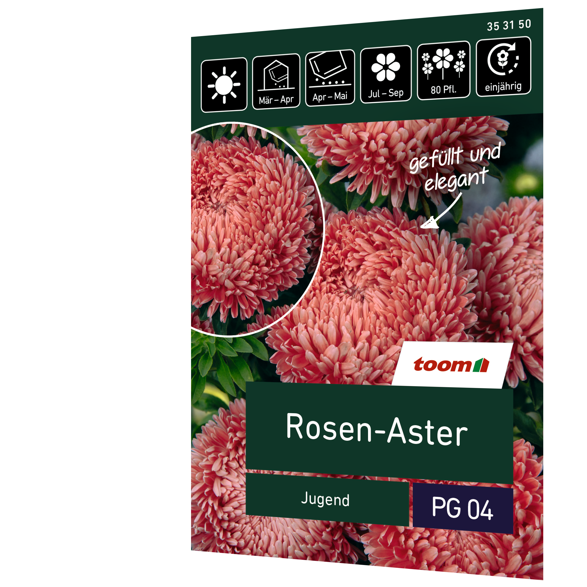 Rosen-Aster 'Jugend' + product picture