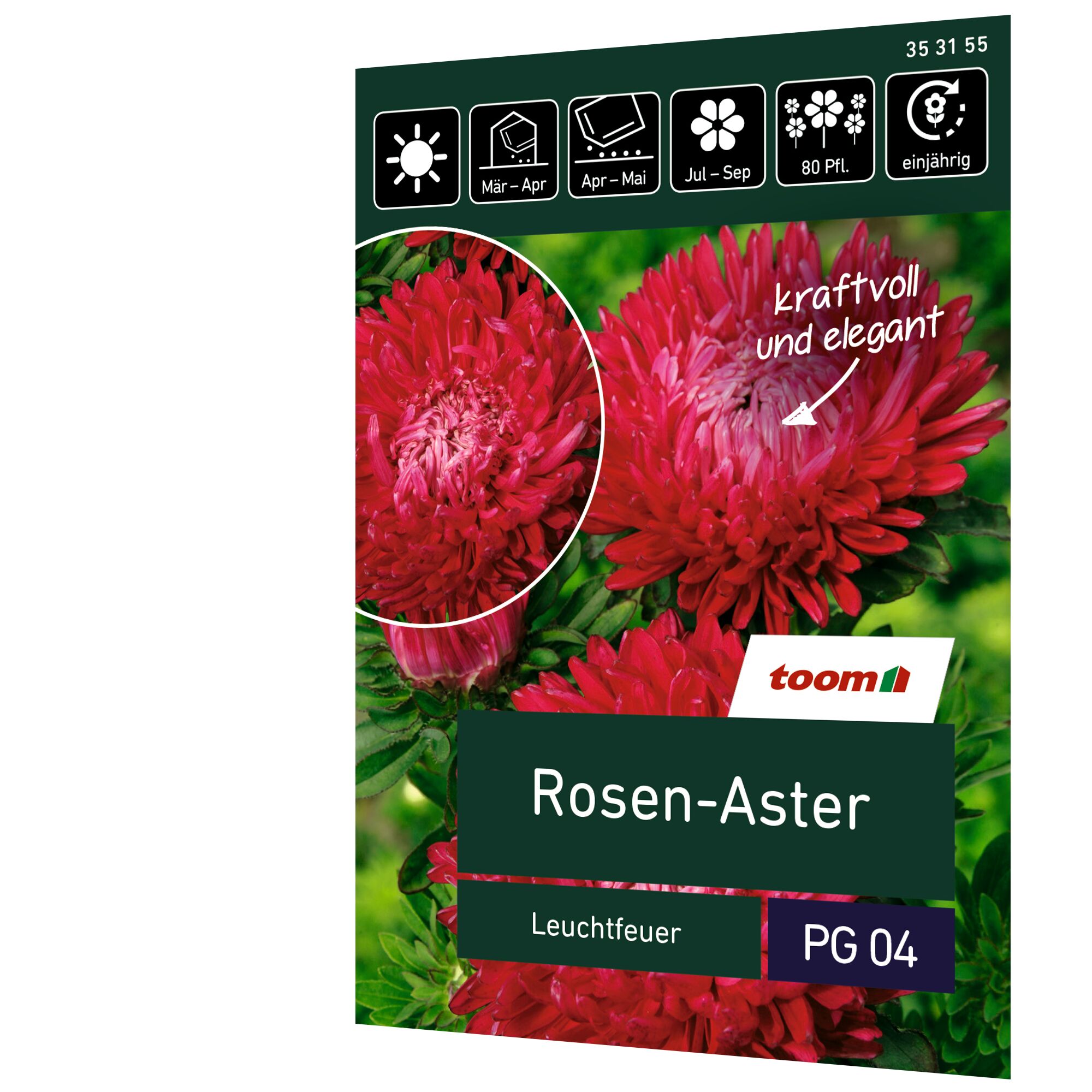 Rosen-Aster Leuchtfeuer, kraftvoll und elegant