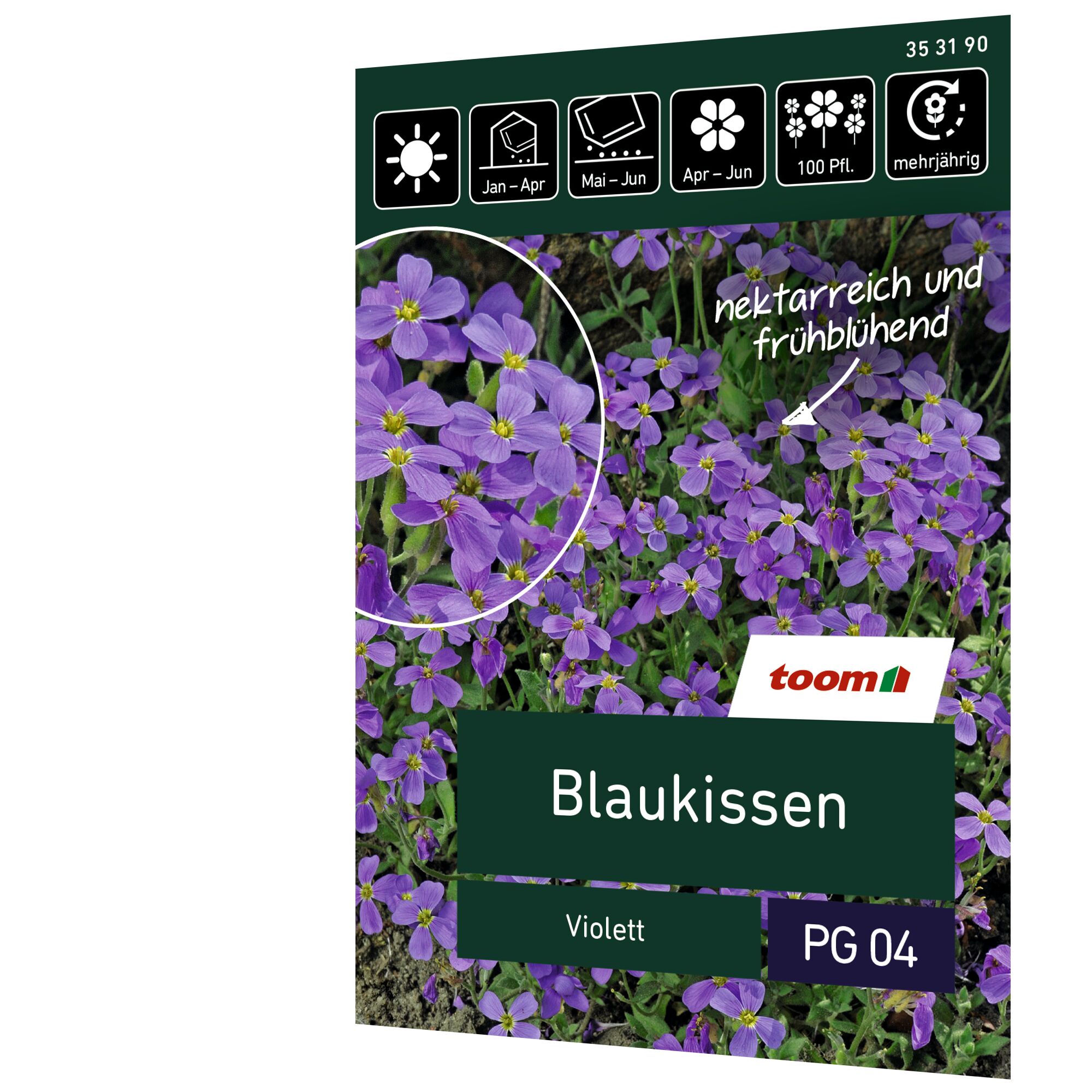 Blaukissen, violett, mehrjährig, Saatgut
