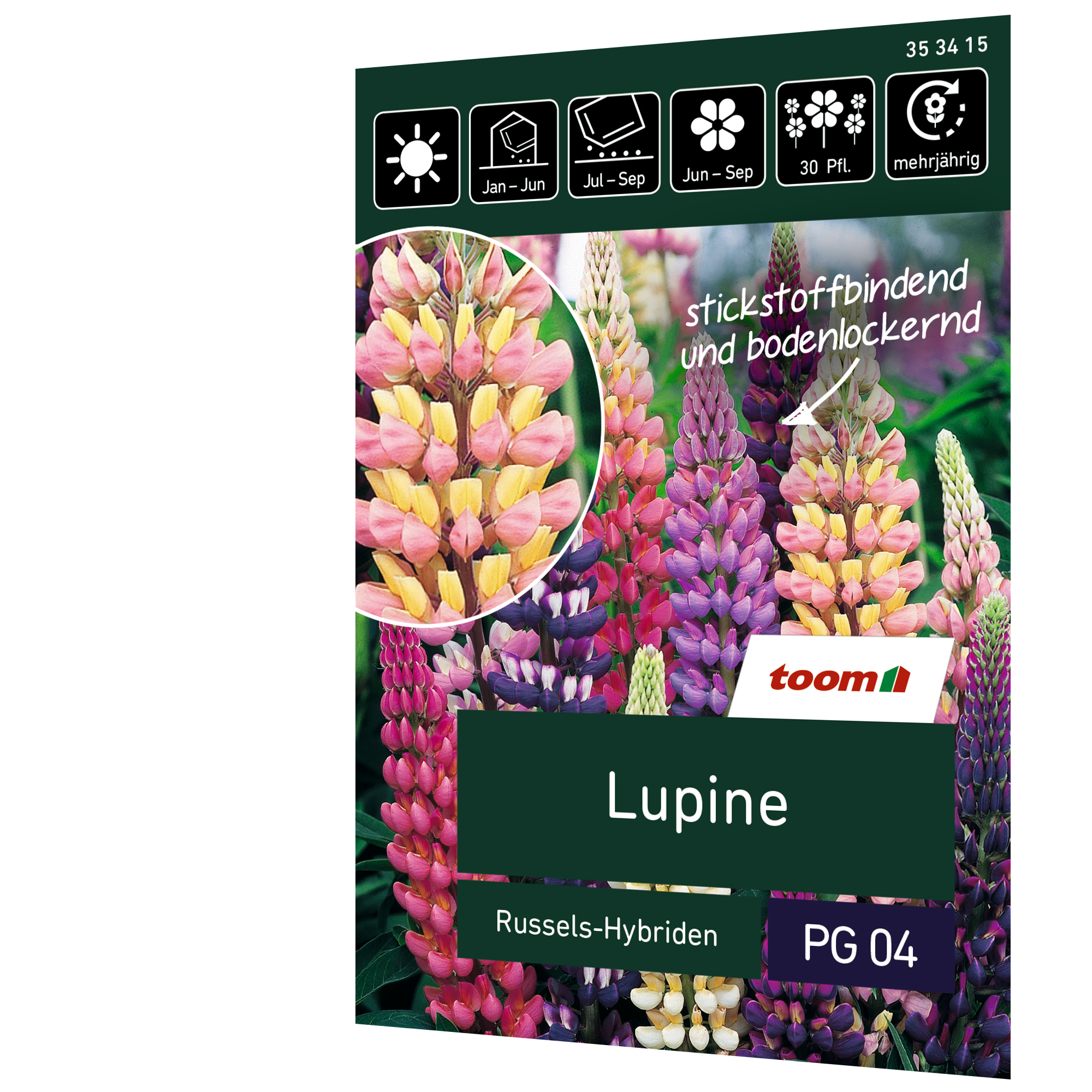 Lupine 'Russels-Hybriden' + product picture
