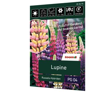 Lupine 'Russels-Hybriden'