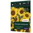 Zwergsonnenblume 'Sunspot'