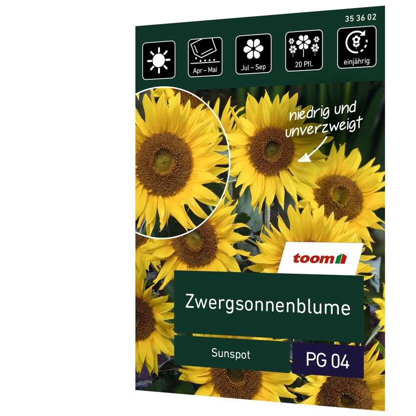 Zwergsonnenblume 'Sunspot'