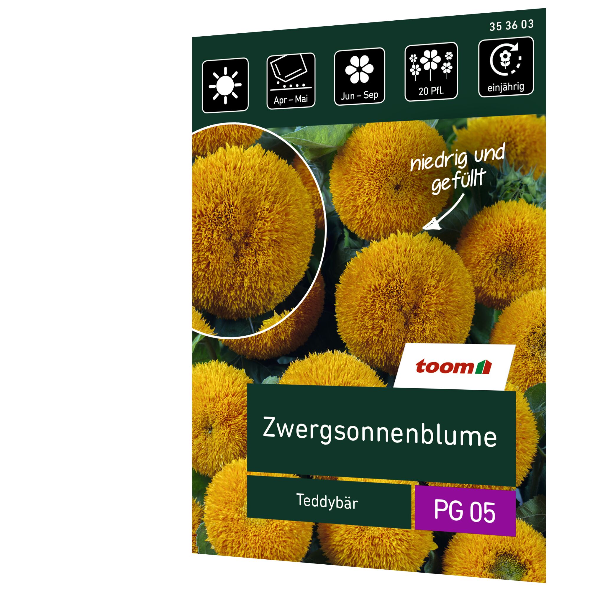Zwergsonnenblume Teddybär, gefüllt, von toom