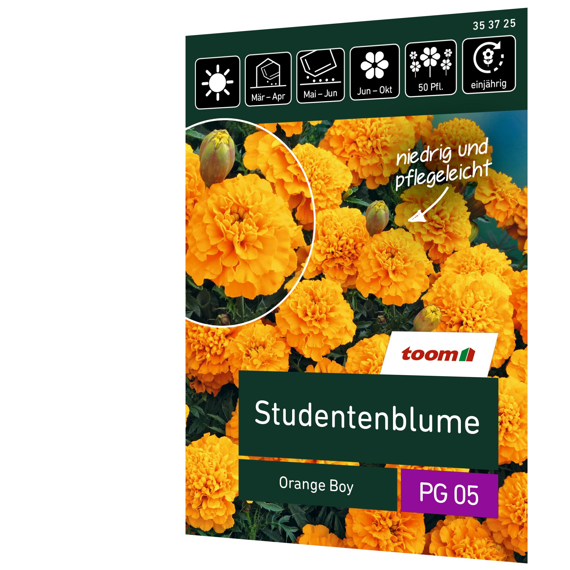 Studentenblume Orange Boy, niedrig und pflegeleicht