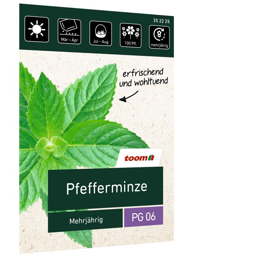 Pfefferminze, mehrjährig