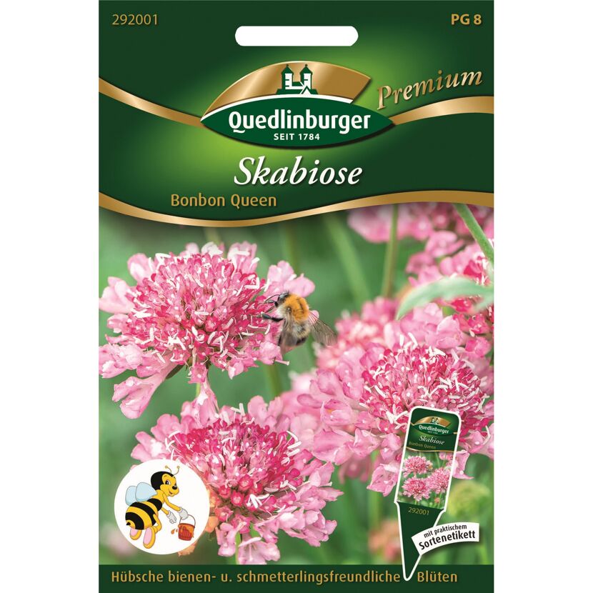 Skabiose 'Bonbon Queen'
