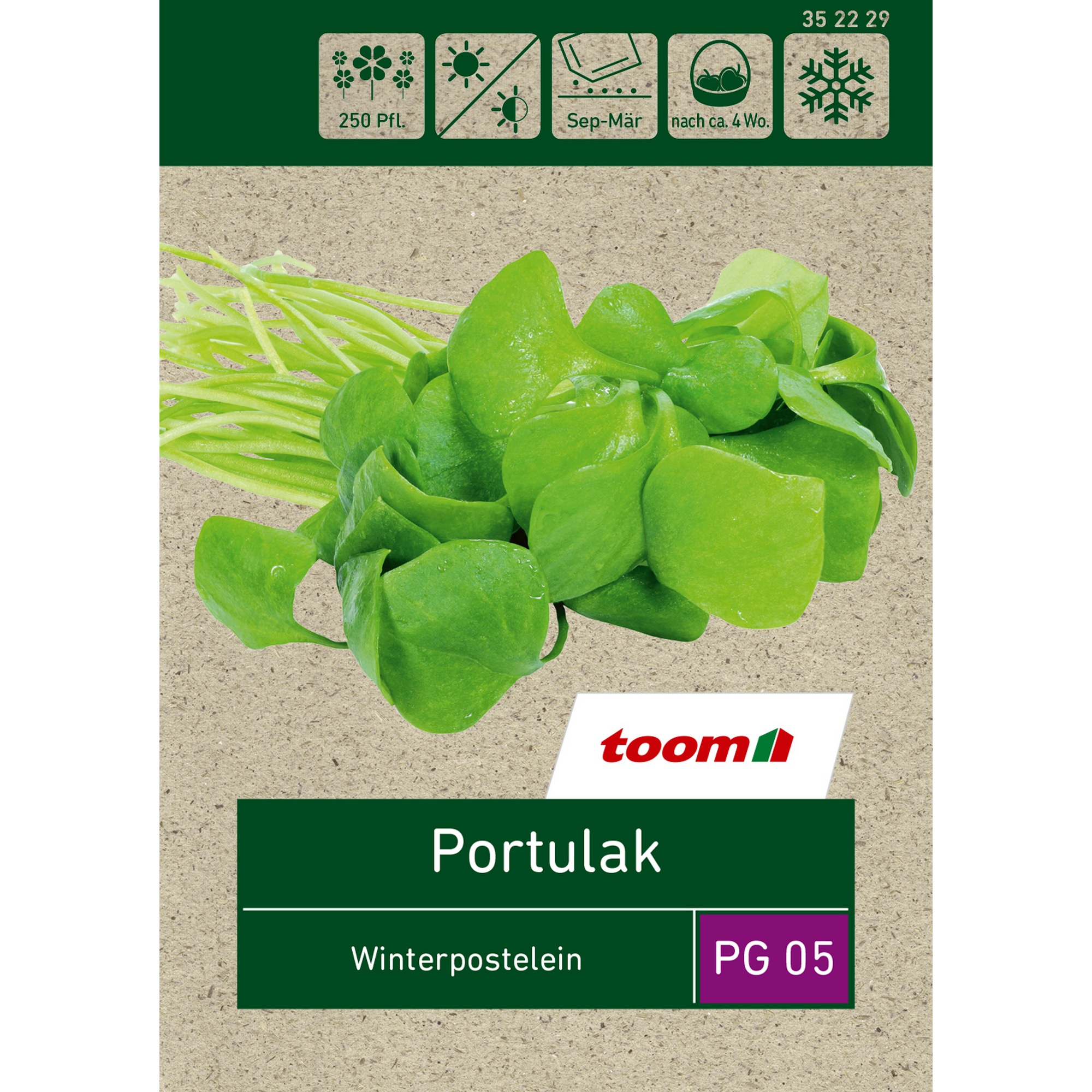 Portulak 'Winterpostelein' + product picture