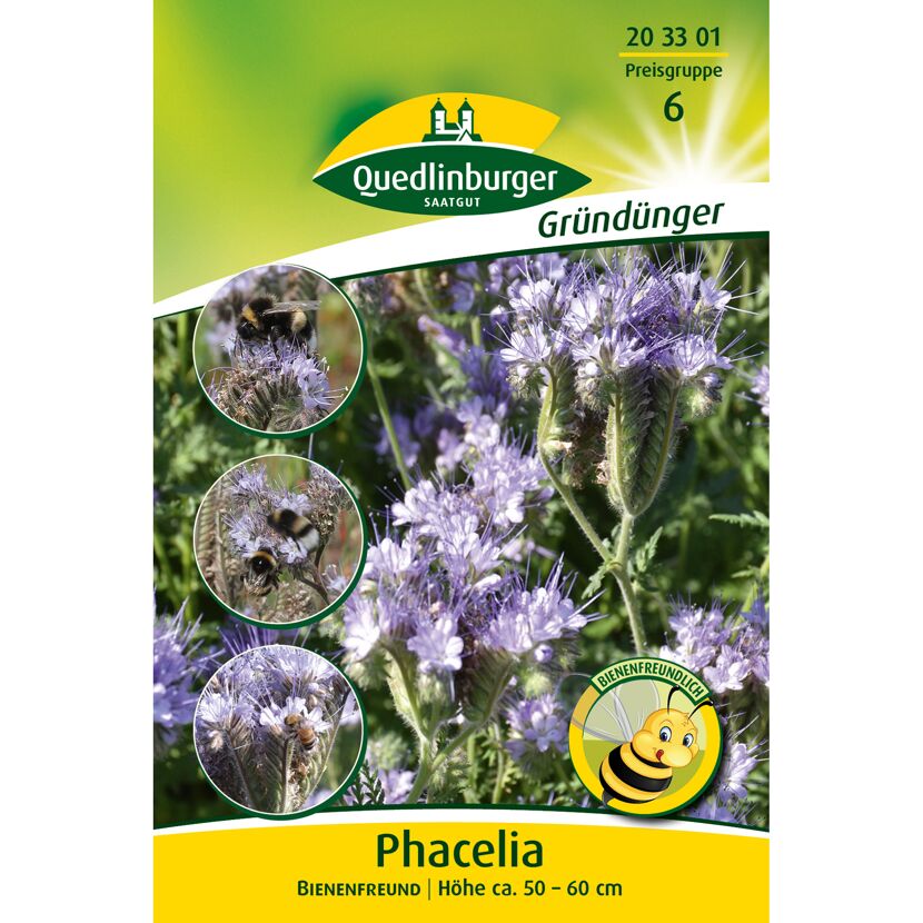 Phacelia Gründünger