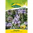 Phacelia Gründünger