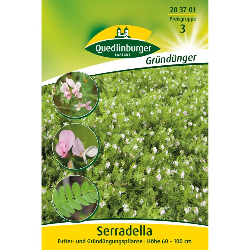Serradella Gründünger