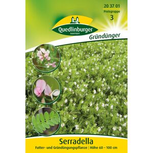 Serradella Gründünger