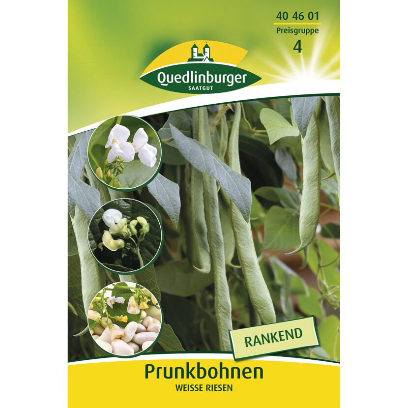 Prunkbohnen 'Weiße Riesen'