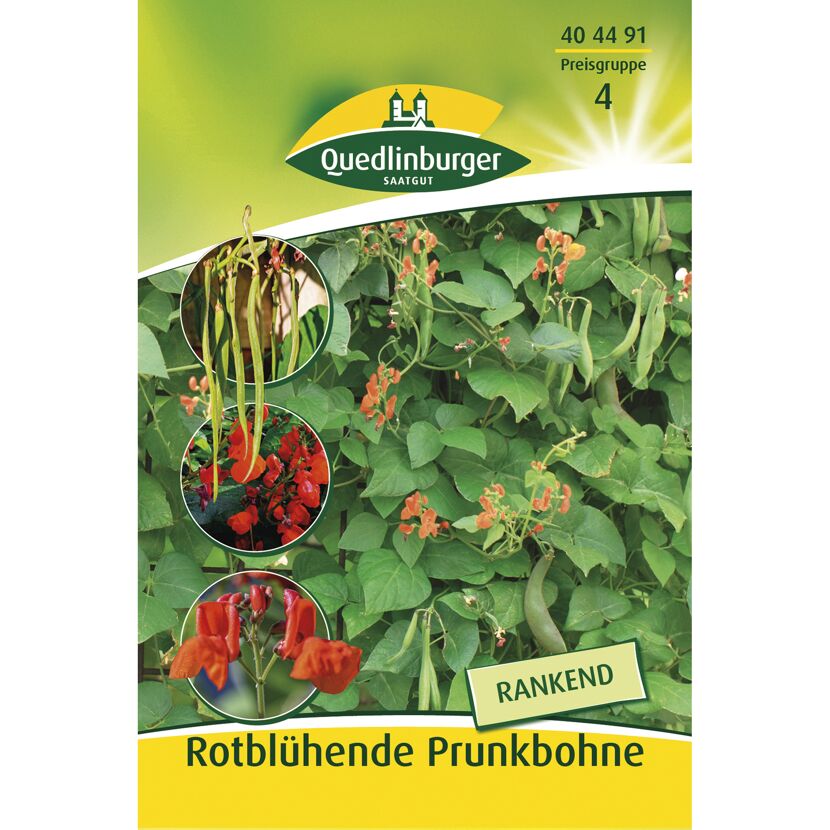 Rotblühende Prunkbohne