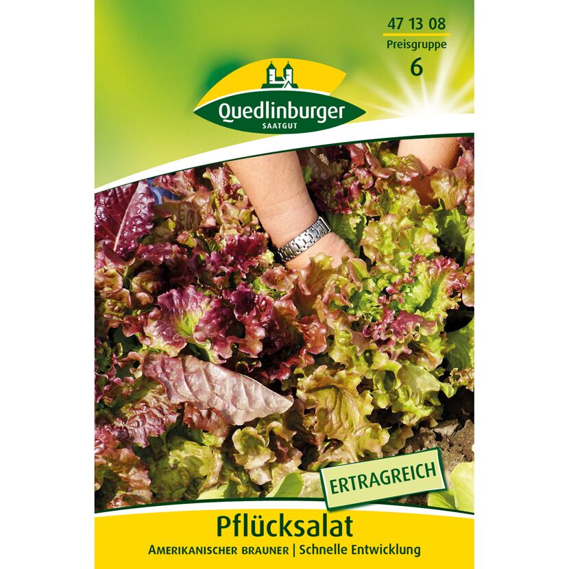 Pflücksalat 'Amerikanischer Brauner'