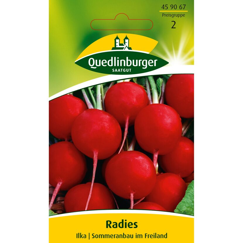 Radies Ilka, Sommeranbau im Freiland