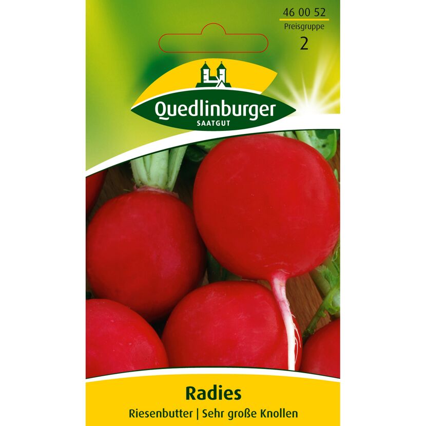 Radies Riesenbutter, sehr große Knollen