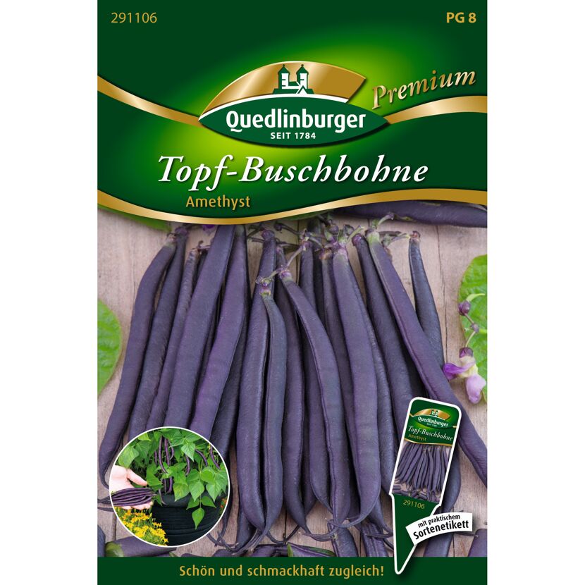 Topf-Buschbohne 'Amethyst'