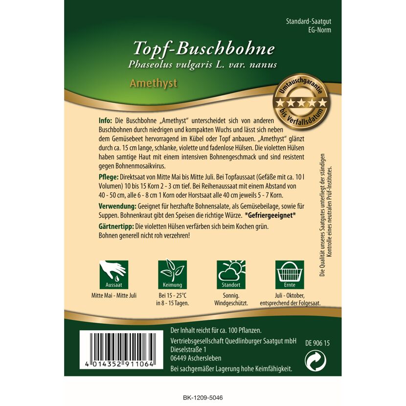 Topf-Buschbohne 'Amethyst'