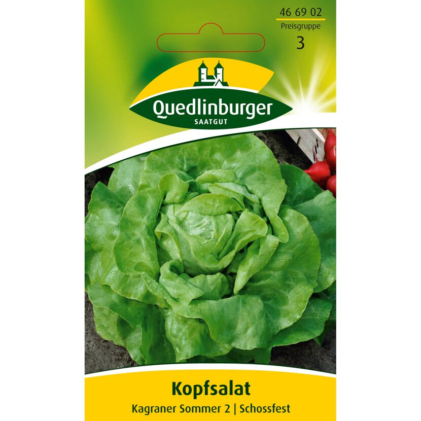 Kopfsalat Kagraner Sommer 2
