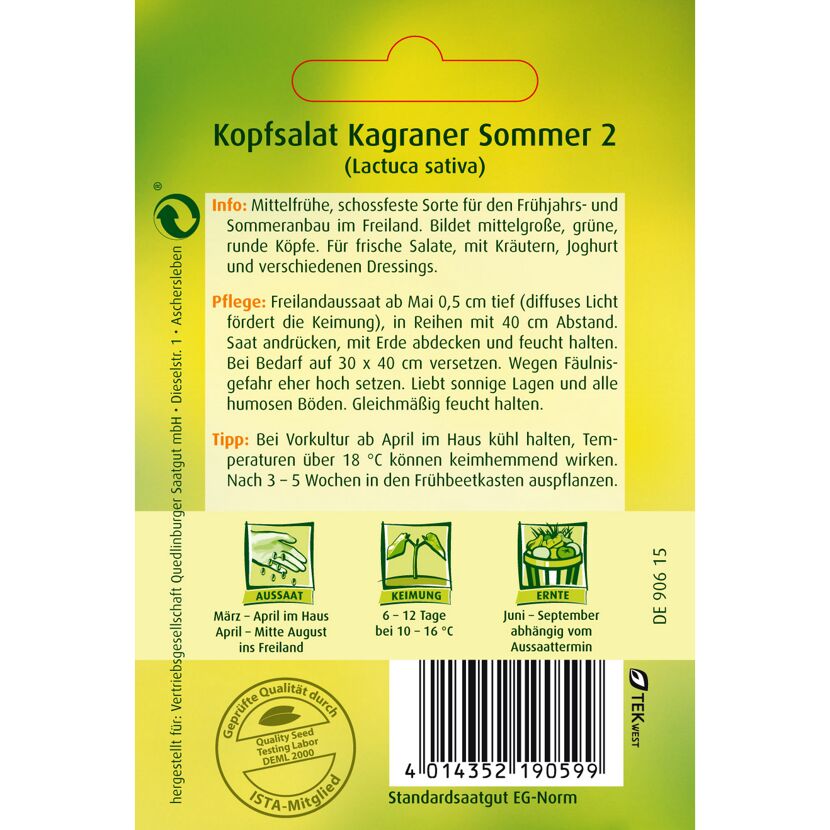 Kopfsalat Kagraner Sommer 2