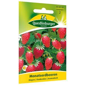 Monatserdbeere 'Rügen'