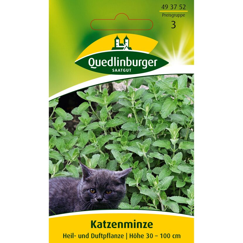 Katzenminze mit Katze im Vordergrund. Heil- und Duftpflanze.