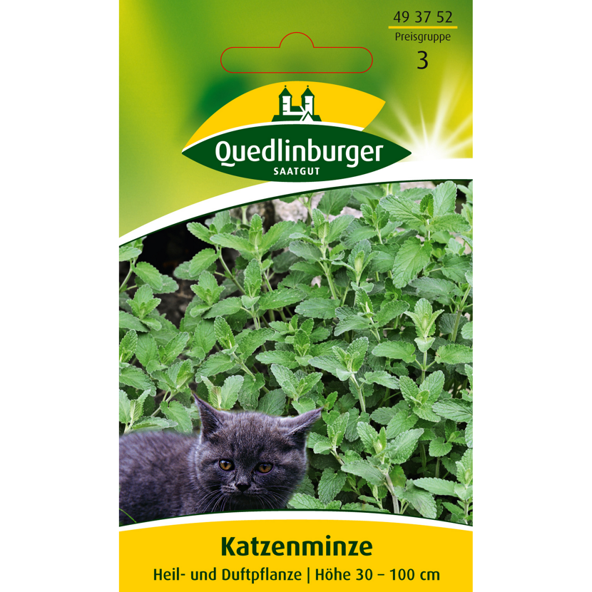 Katzenminze mit Katze im Vordergrund. Heil- und Duftpflanze.
